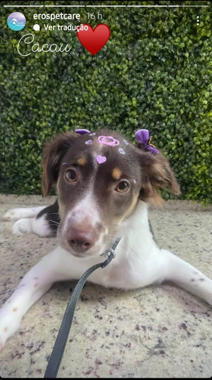 Cachorro ra a SRD-ViraLata idade 2 a 6 meses nome Cacau