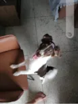 Cacau