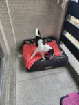 Cacau