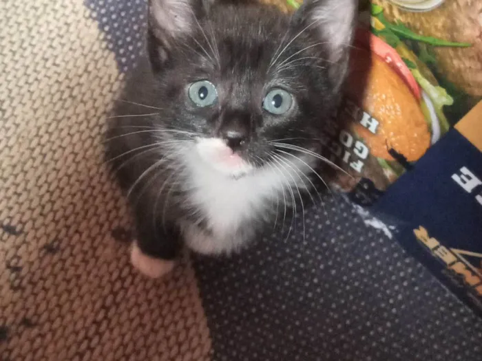Gato ra a  idade Abaixo de 2 meses nome Sem nome por enquanto 