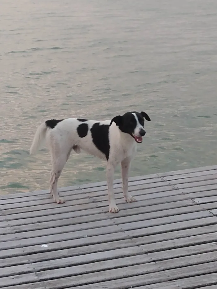 Cachorro ra a SRD-ViraLata idade 1 ano nome Malhado
