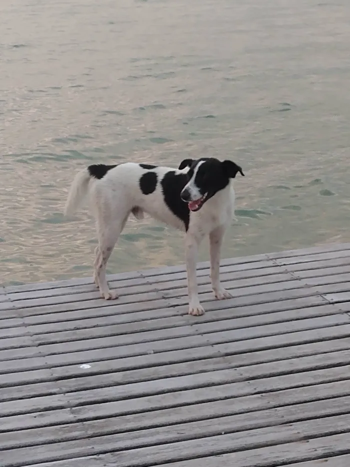 Cachorro ra a SRD-ViraLata idade 1 ano nome Malhado