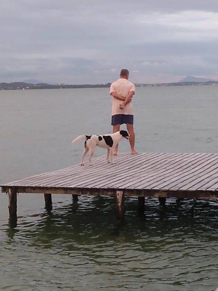 Cachorro ra a SRD-ViraLata idade 1 ano nome Malhado