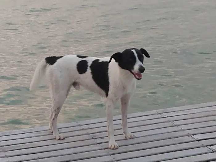 Cachorro ra a SRD-ViraLata idade 1 ano nome Malhado