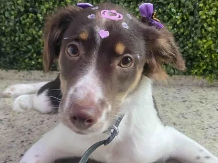 Cachorro ra a SRD-ViraLata idade 2 a 6 meses nome Cacau