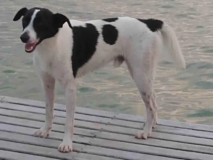 Cachorro ra a SRD-ViraLata idade 1 ano nome Malhado