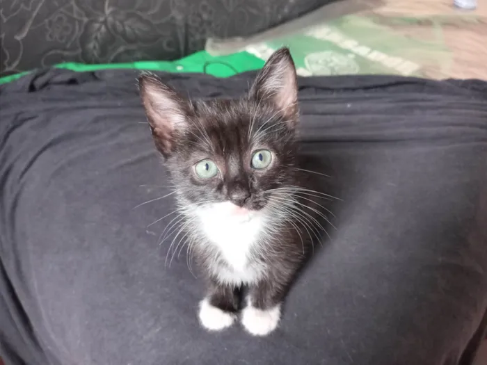 Gato ra a  idade Abaixo de 2 meses nome Sem nome por enquanto 