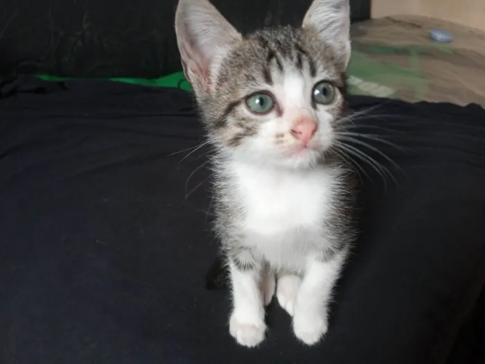 Gato ra a  idade Abaixo de 2 meses nome Sem nome por enquanto 