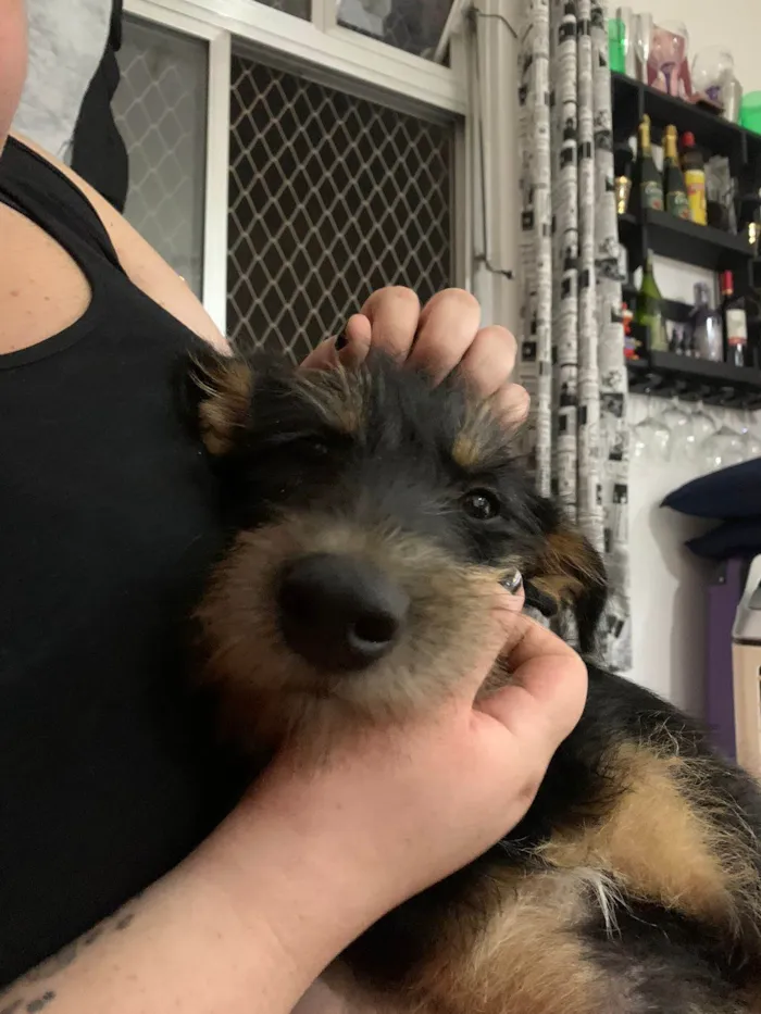 Cachorro raça SRD idade 2 a 6 meses nome Vick