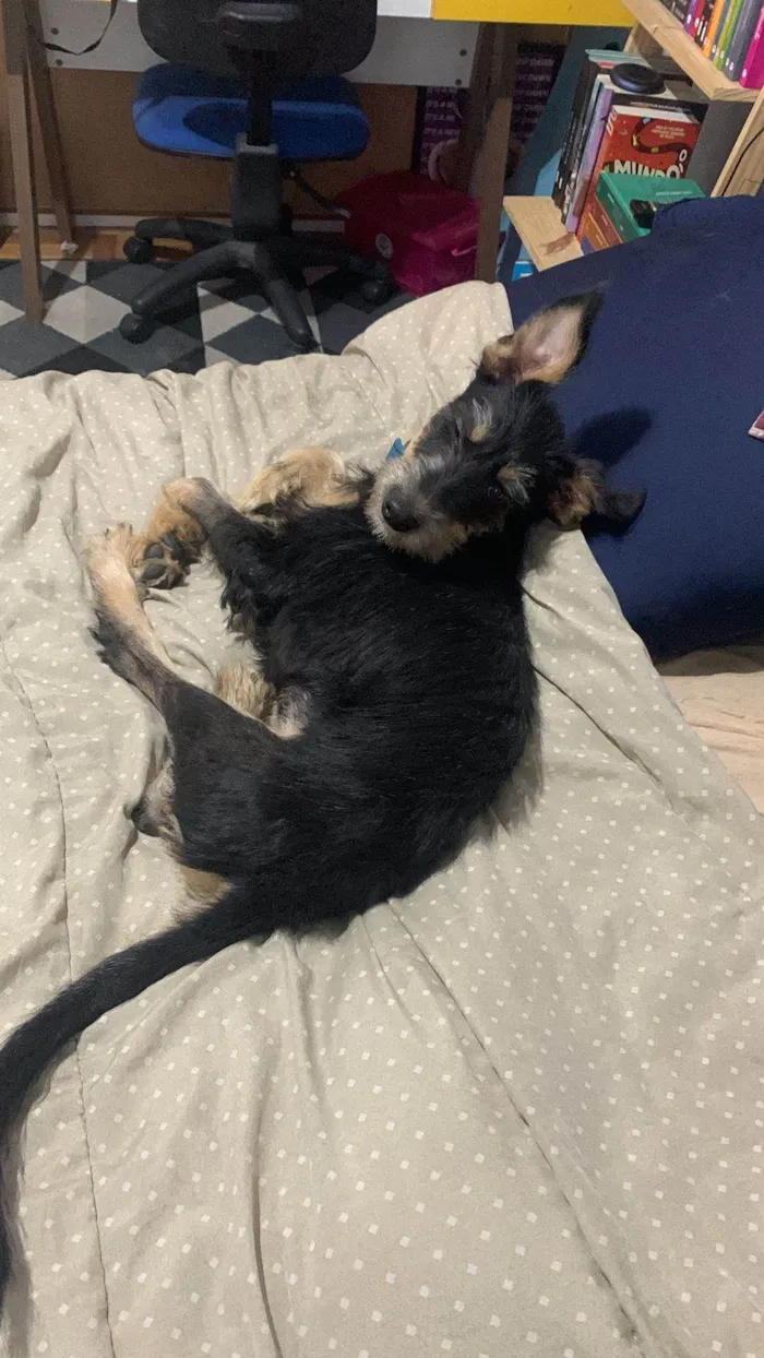 Cachorro raça SRD idade 2 a 6 meses nome Vick