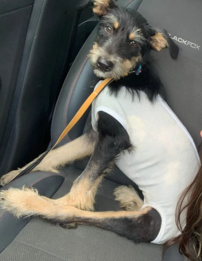 Cachorro raça SRD idade 2 a 6 meses nome Vick