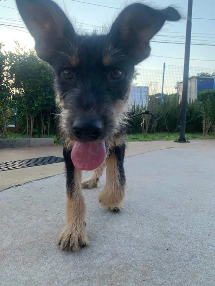 Cachorro raça SRD idade 2 a 6 meses nome Vick