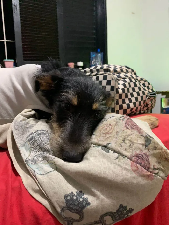 Cachorro raça SRD idade 2 a 6 meses nome Vick