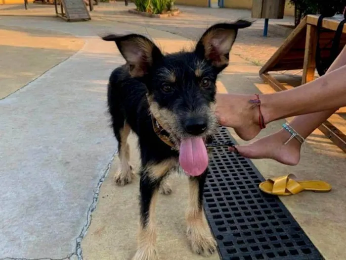 Cachorro ra a SRD-ViraLata idade 7 a 11 meses nome Vitória