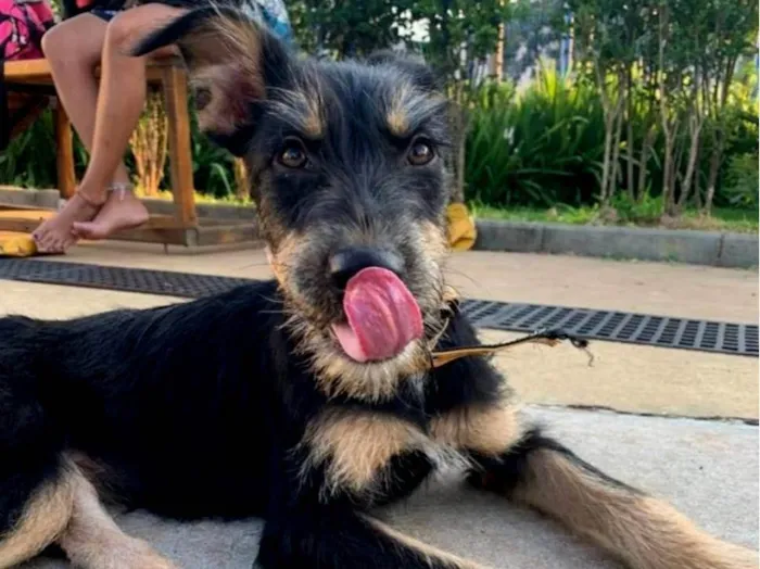 Cachorro ra a SRD-ViraLata idade 7 a 11 meses nome Vitória