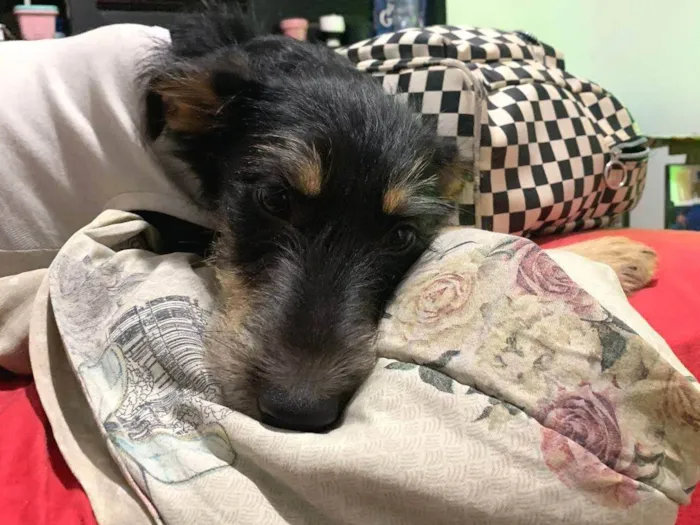 Cachorro ra a SRD-ViraLata idade 7 a 11 meses nome Vitória