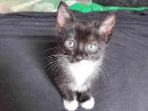 Gato raça  idade Abaixo de 2 meses nome Sem nome por enquanto 