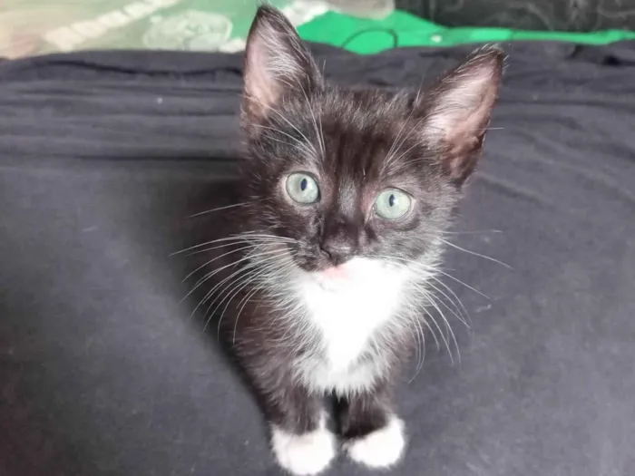Gato ra a  idade Abaixo de 2 meses nome Sem nome por enquanto 