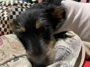 Cachorro raça SRD idade 2 a 6 meses nome Vick