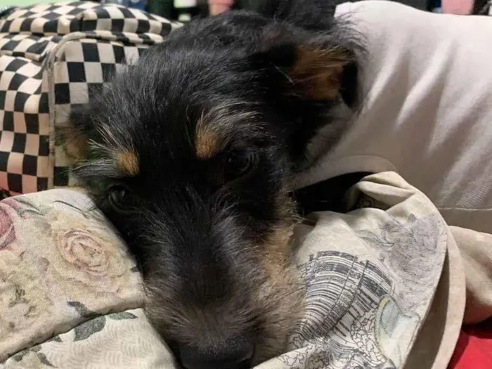 Cachorro raça SRD idade 2 a 6 meses nome Vick