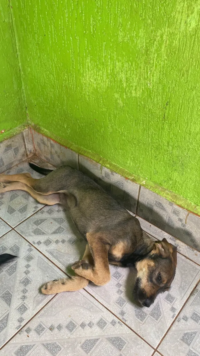 Cachorro ra a SRD-ViraLata idade 2 a 6 meses nome não tem 