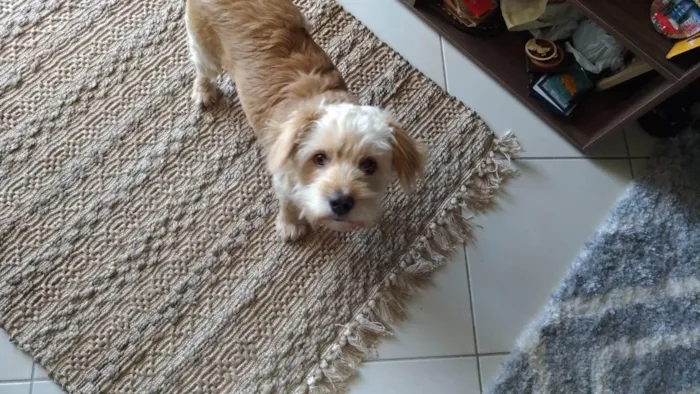 Cachorro ra a vira-lata idade 5 anos nome Yuri