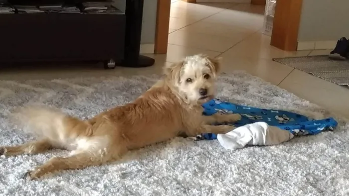 Cachorro ra a vira-lata idade 5 anos nome Yuri