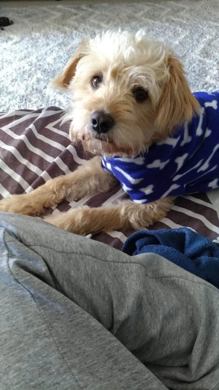 Cachorro ra a vira-lata idade 5 anos nome Yuri