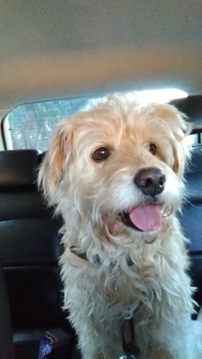 Cachorro ra a vira-lata idade 5 anos nome Yuri