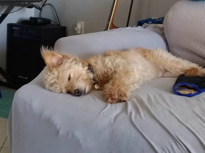 Cachorro ra a vira-lata idade 5 anos nome Yuri