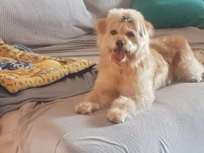 Cachorro ra a vira-lata idade 5 anos nome Yuri