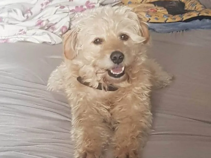 Cachorro ra a vira-lata idade 5 anos nome Yuri