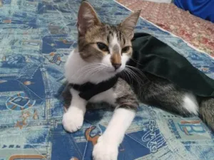Gato raça SRD-ViraLata idade 2 anos nome Luna