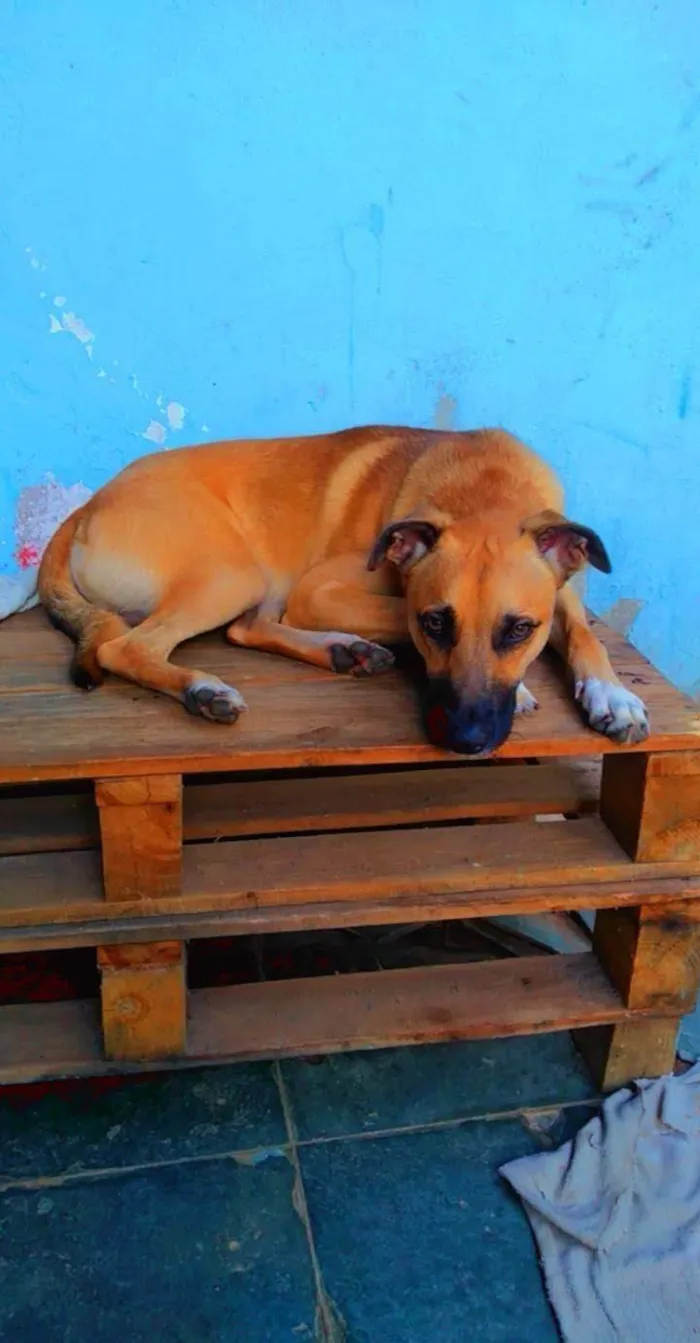 Cachorro raça SRD-ViraLata idade 5 anos nome Bob