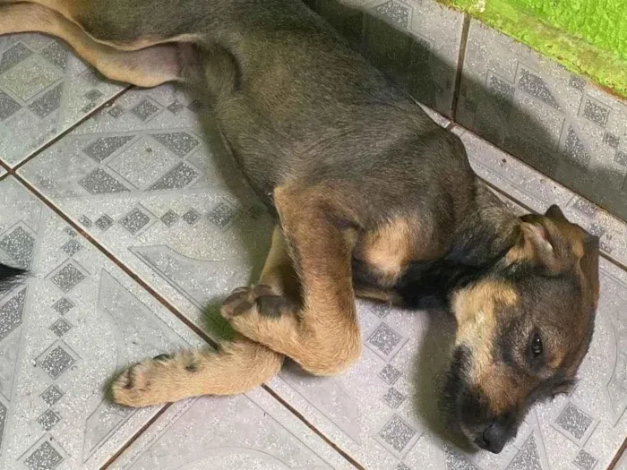 Cachorro ra a SRD-ViraLata idade 2 a 6 meses nome não tem 