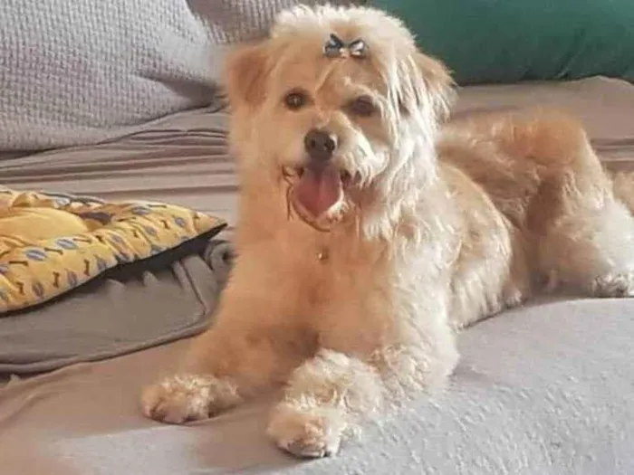 Cachorro ra a vira-lata idade 5 anos nome Yuri