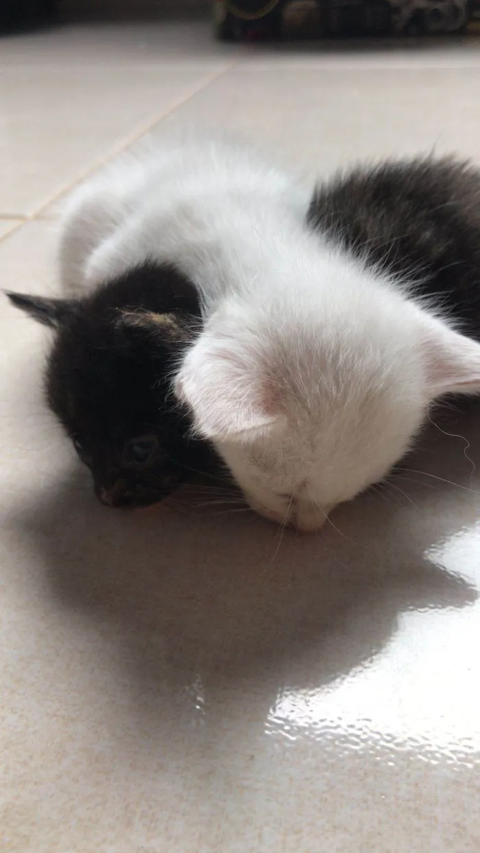 Gato raça  idade Abaixo de 2 meses nome Sem nome