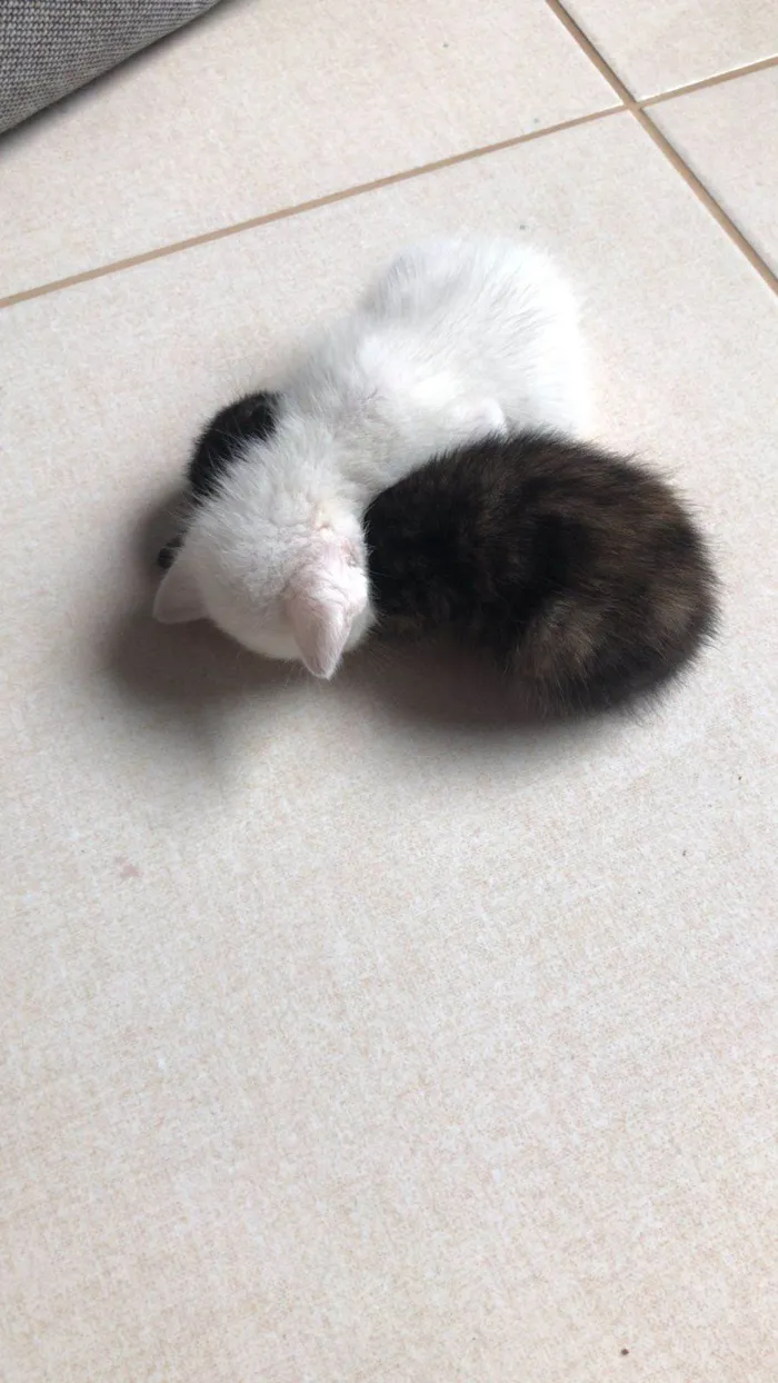 Gato raça  idade Abaixo de 2 meses nome Sem nome