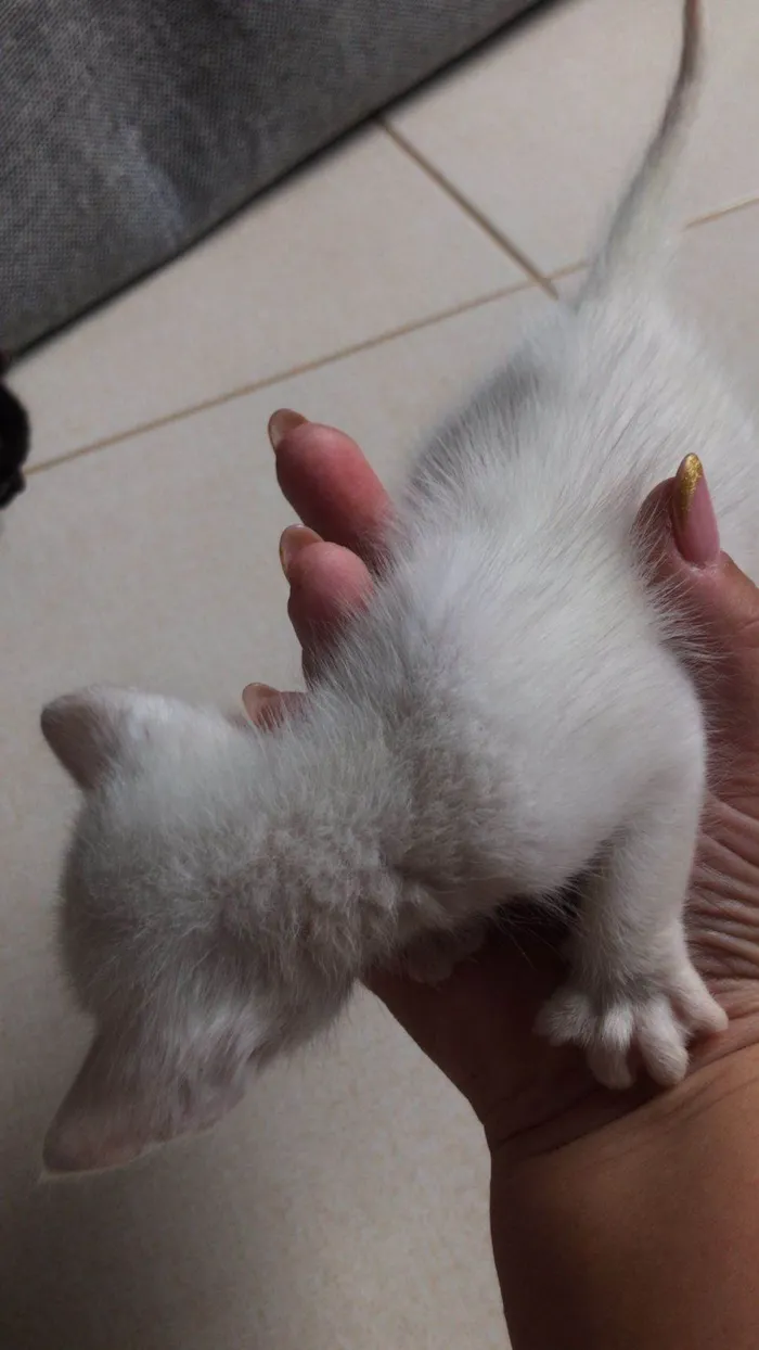 Gato raça  idade Abaixo de 2 meses nome Sem nome