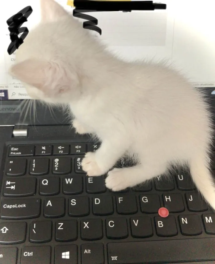 Gato raça  idade Abaixo de 2 meses nome Sem nome