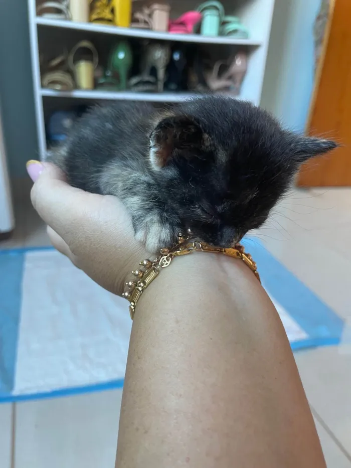 Gato raça  idade Abaixo de 2 meses nome Sem nome