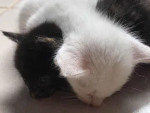 Gato raça  idade Abaixo de 2 meses nome Sem nome