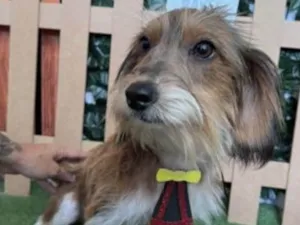 Cachorro raça Mestico  idade 7 a 11 meses nome Matias 