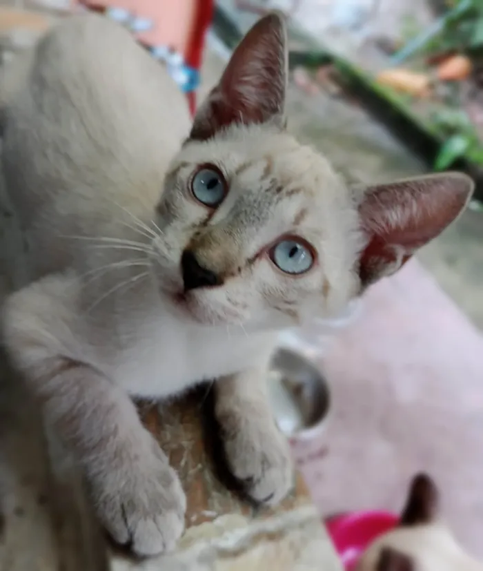 Gato ra a SRD-ViraLata idade 2 a 6 meses nome Nubem