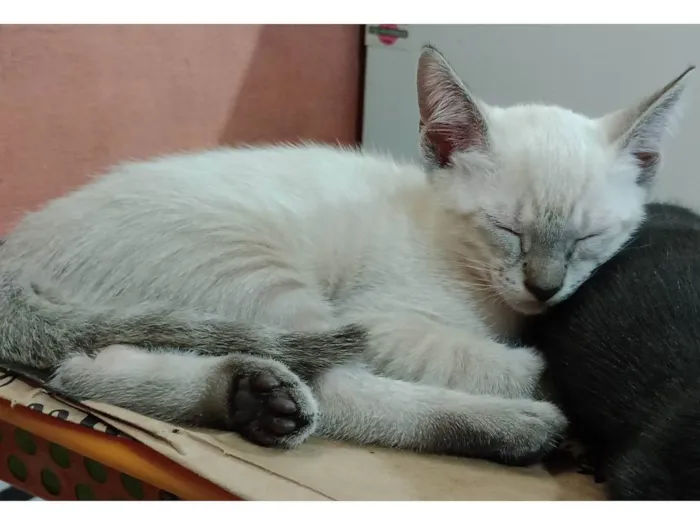 Gato ra a SRD-ViraLata idade 2 a 6 meses nome Nubem