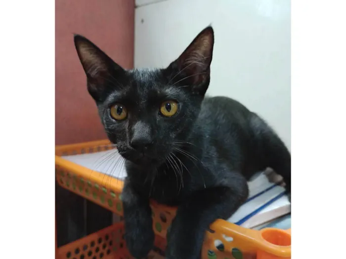 Gato ra a SRD-ViraLata idade 2 a 6 meses nome Black