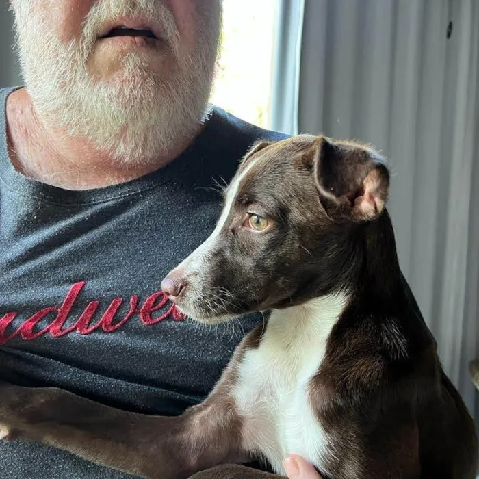 Cachorro ra a SRD-ViraLata idade 2 a 6 meses nome Bebezinha 
