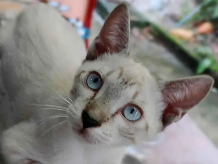 Gato ra a SRD-ViraLata idade 2 a 6 meses nome Nubem