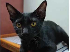 Gato raça SRD-ViraLata idade 2 a 6 meses nome Black