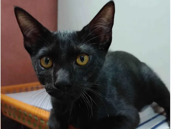 Gato ra a SRD-ViraLata idade 2 a 6 meses nome Black